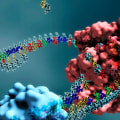 Exploring the Role of DNA Replication Enzymes