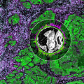 Interpreting Gene Expression Data