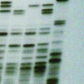 A Comprehensive Overview of DNA Profiling