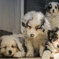 Types of Mutations: Exploring the Different Types of Genetic Mutations