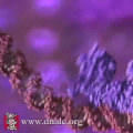 Explore Nucleosomes: DNA Structure and Packaging