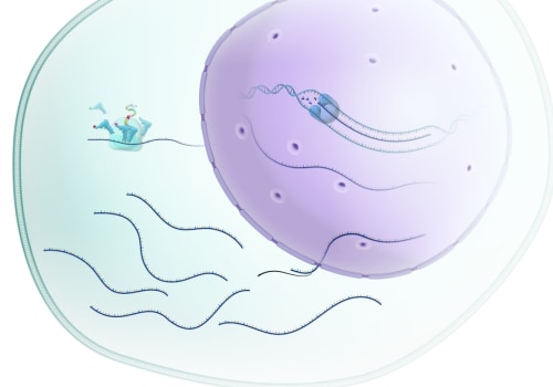Gene Expression: What It Is and How It Works