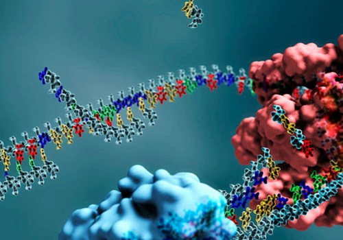 Exploring the Role of DNA Replication Enzymes