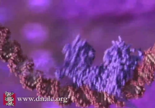 Explore Nucleosomes: DNA Structure and Packaging