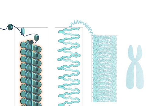 Histones and Chromatin: A Comprehensive Overview